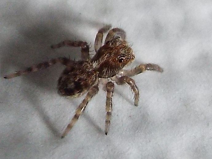 Pseudeuophrys cf. vafra - Milano (MI)